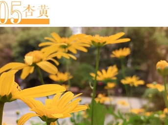 那些中国传统颜色,都藏在领悦社区的春景之中……
