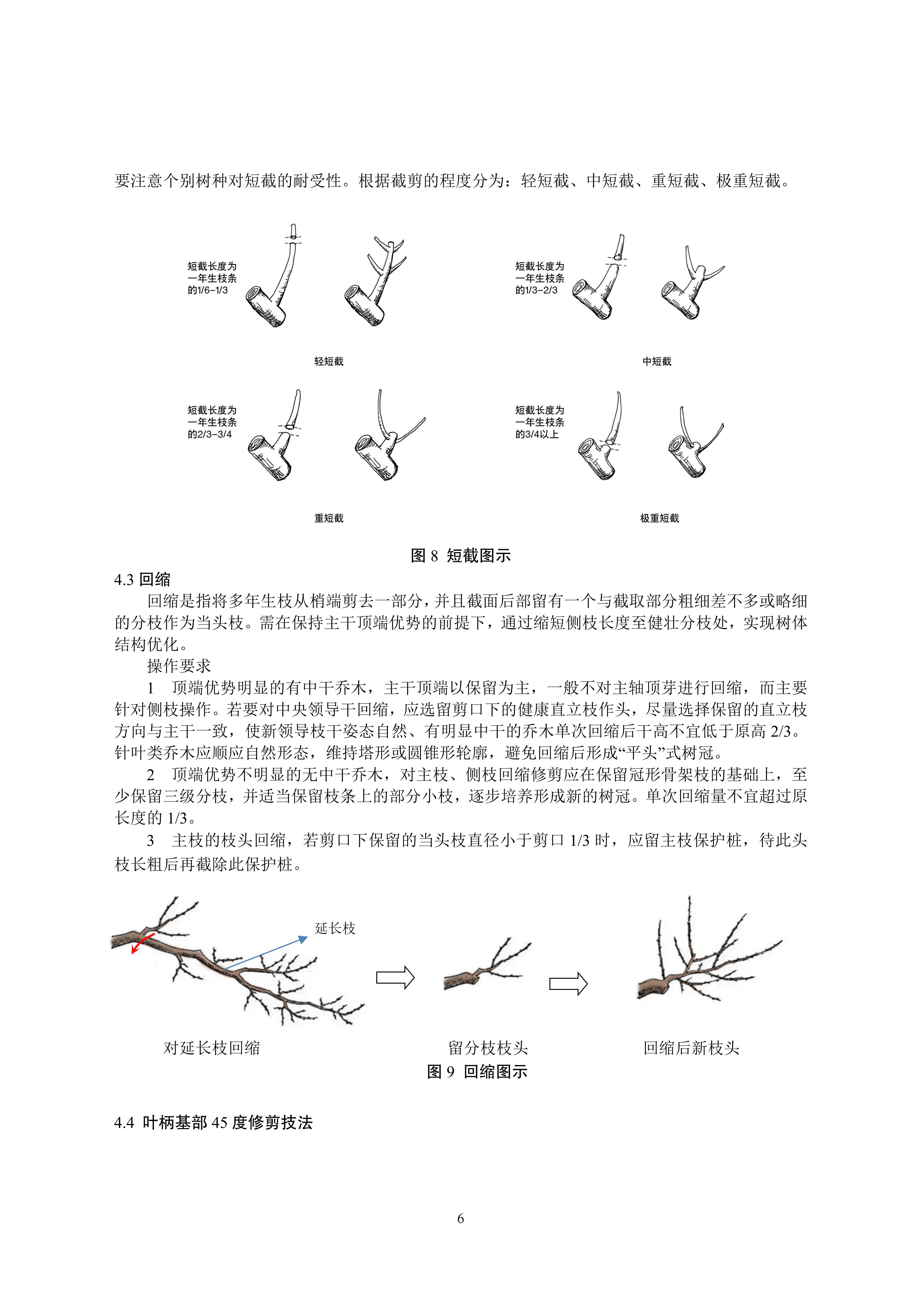 关于印发《成都市绿化乔木修枝技术导则（试行）》的通知（全）_09